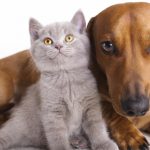 Pijlstaartrogolie voor hond en kat